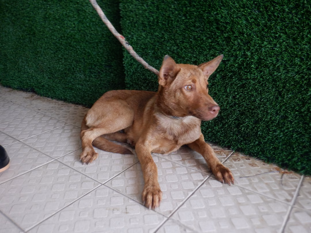 The dog, from the shelter's listing