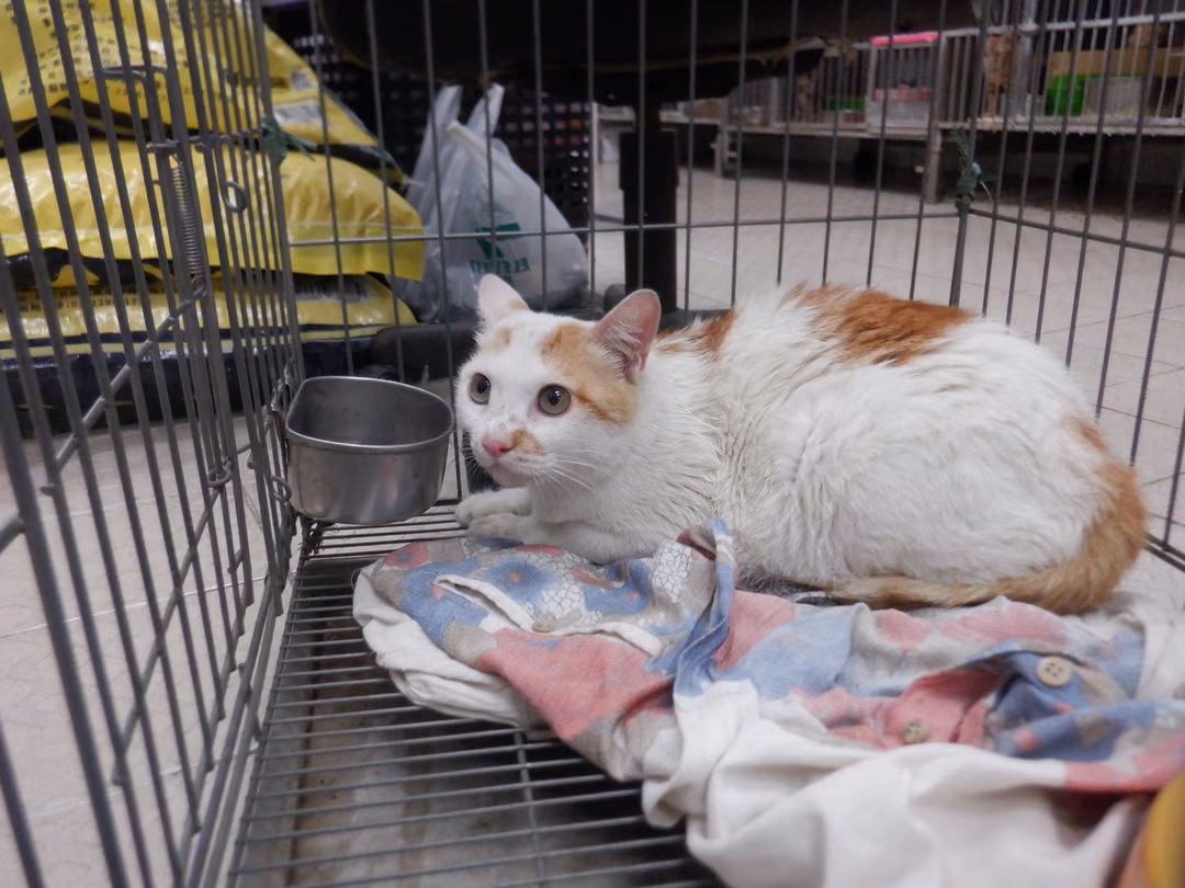 The cat, from the shelter's listing