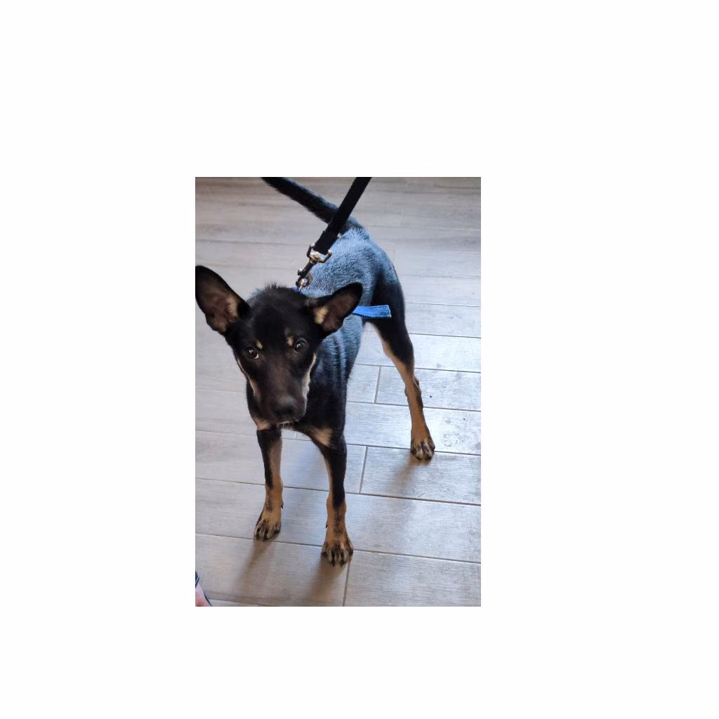 The dog, from the shelter's listing