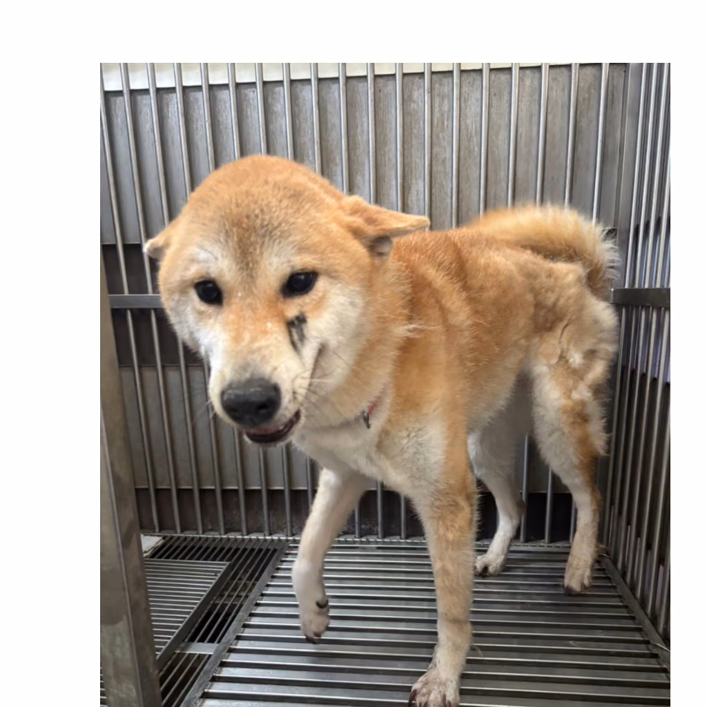 The dog, from the shelter's listing