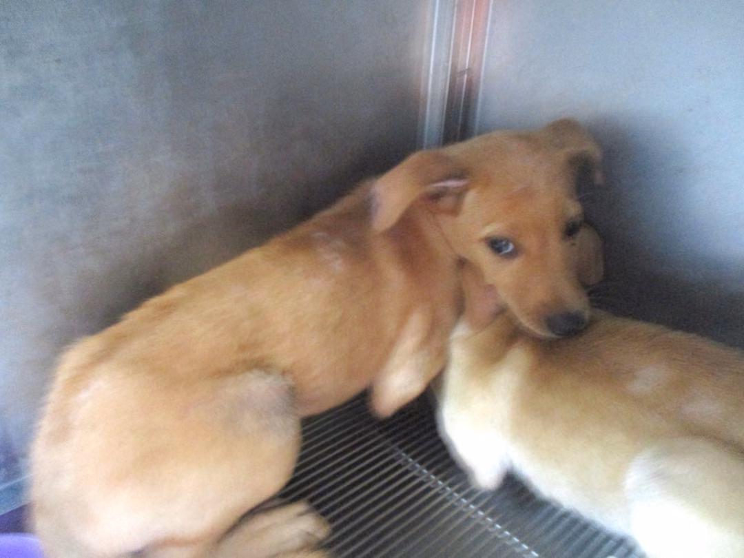 The dog, from the shelter's listing