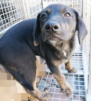 The dog, from the shelter's listing