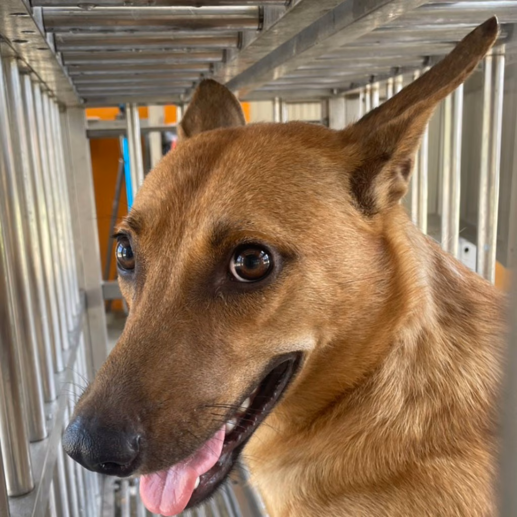 The dog, from the shelter's listing