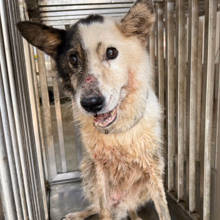 The dog, from the shelter's listing