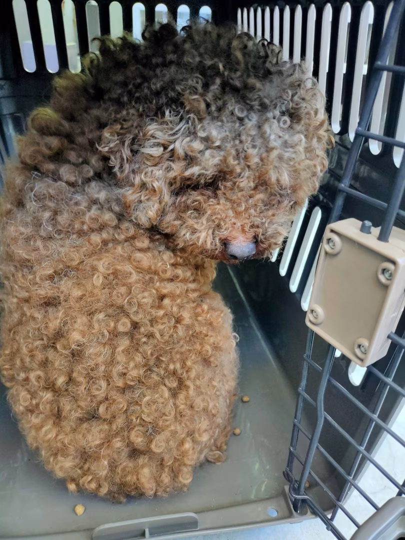 The dog, from the shelter's listing