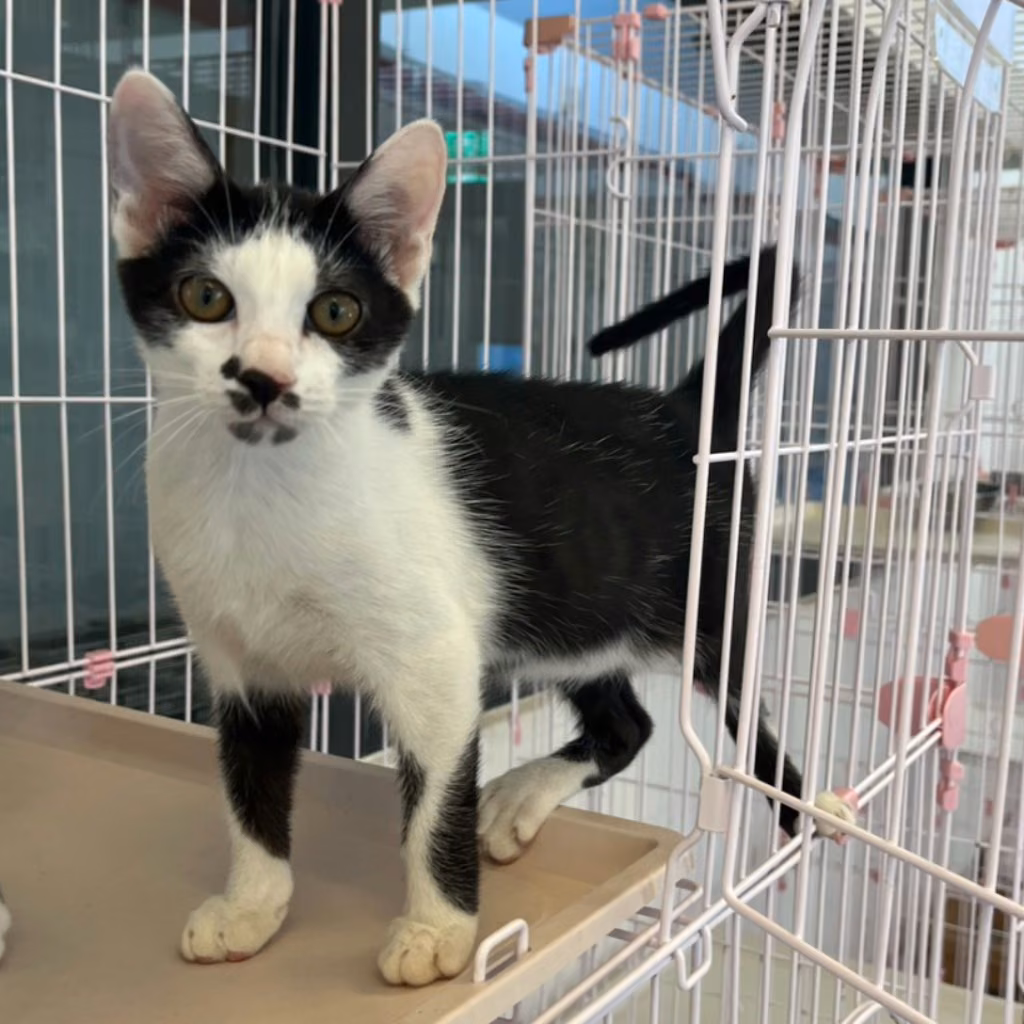 The cat, from the shelter's listing