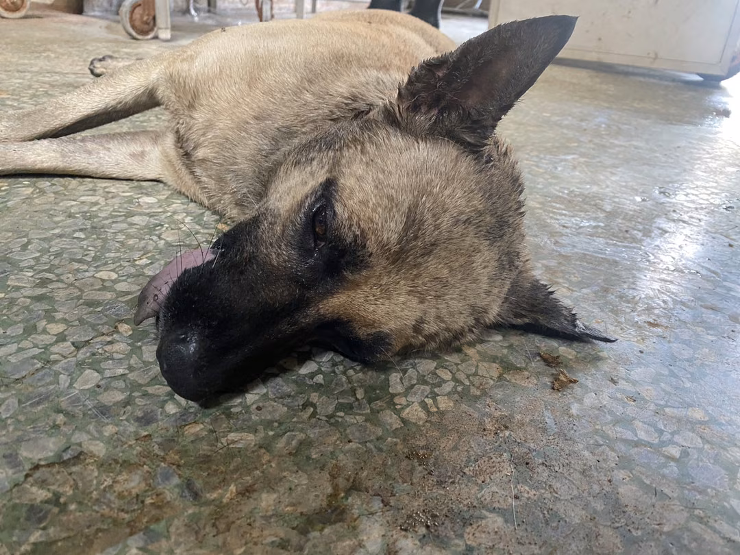 The dog, from the shelter's listing
