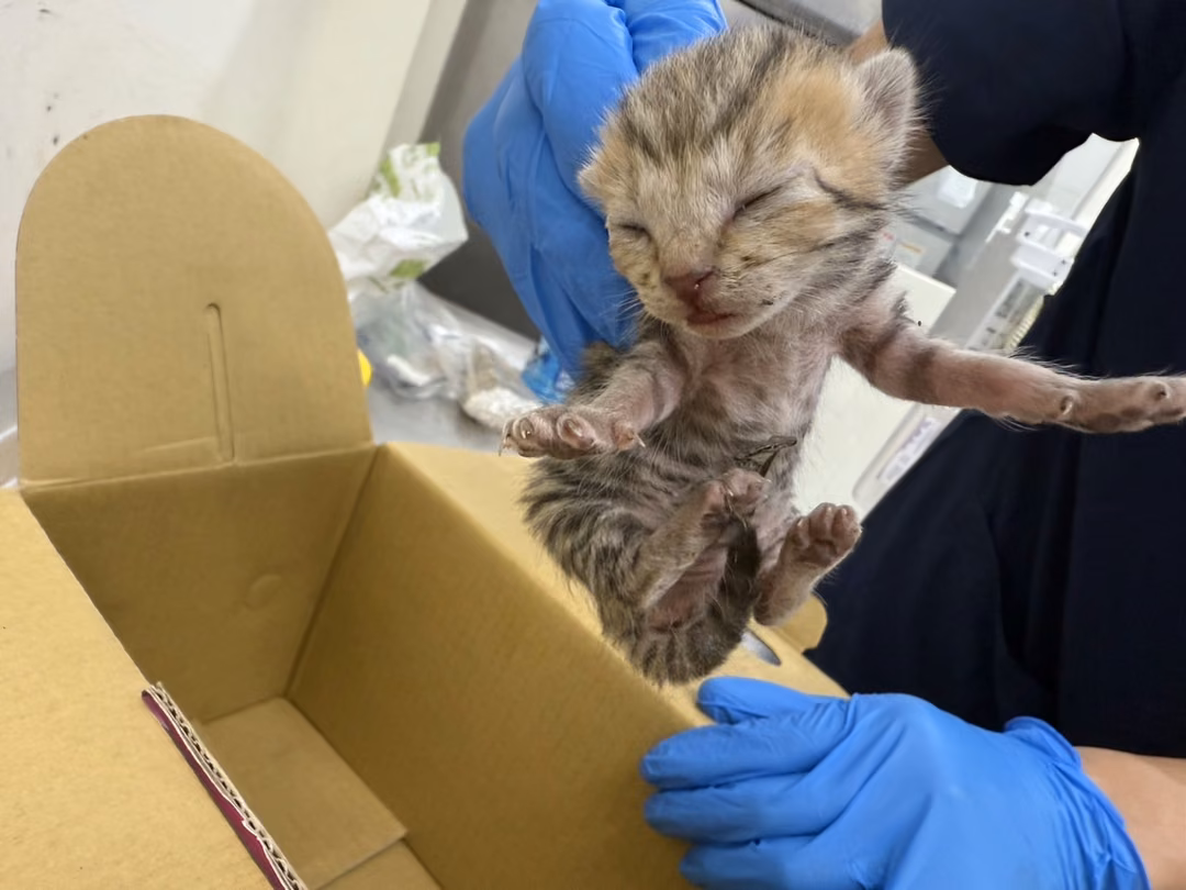The cat, from the shelter's listing