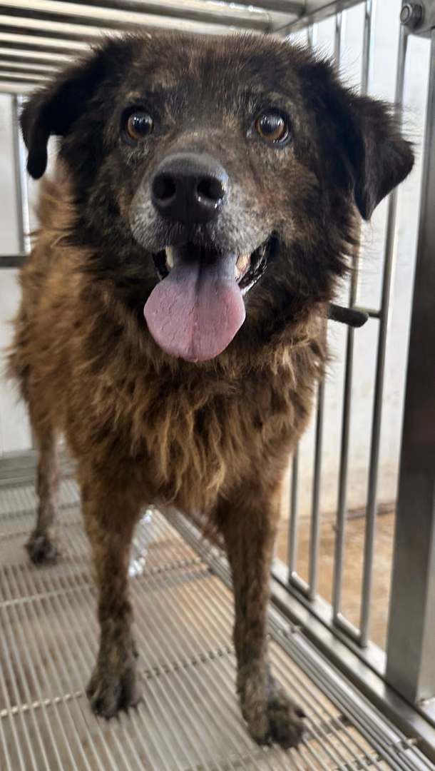 The dog, from the shelter's listing