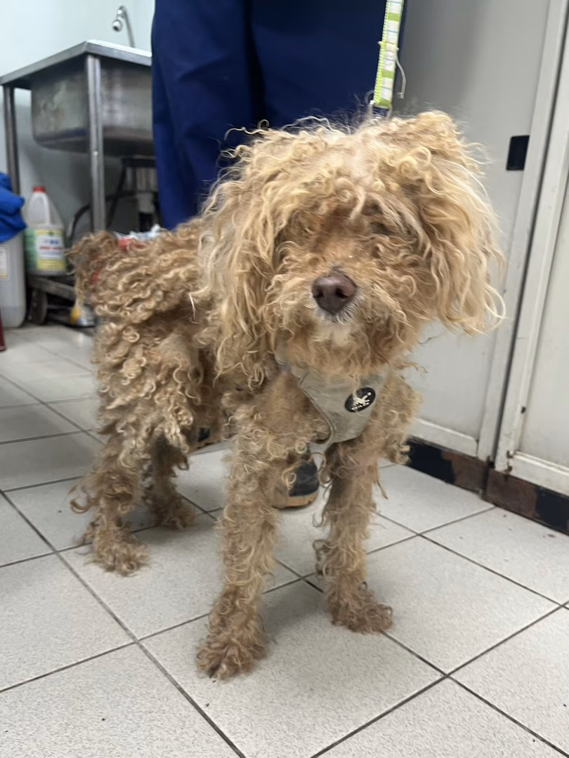 The dog, from the shelter's listing
