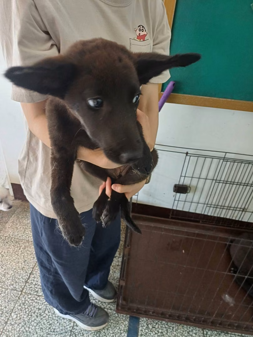 The dog, from the shelter's listing