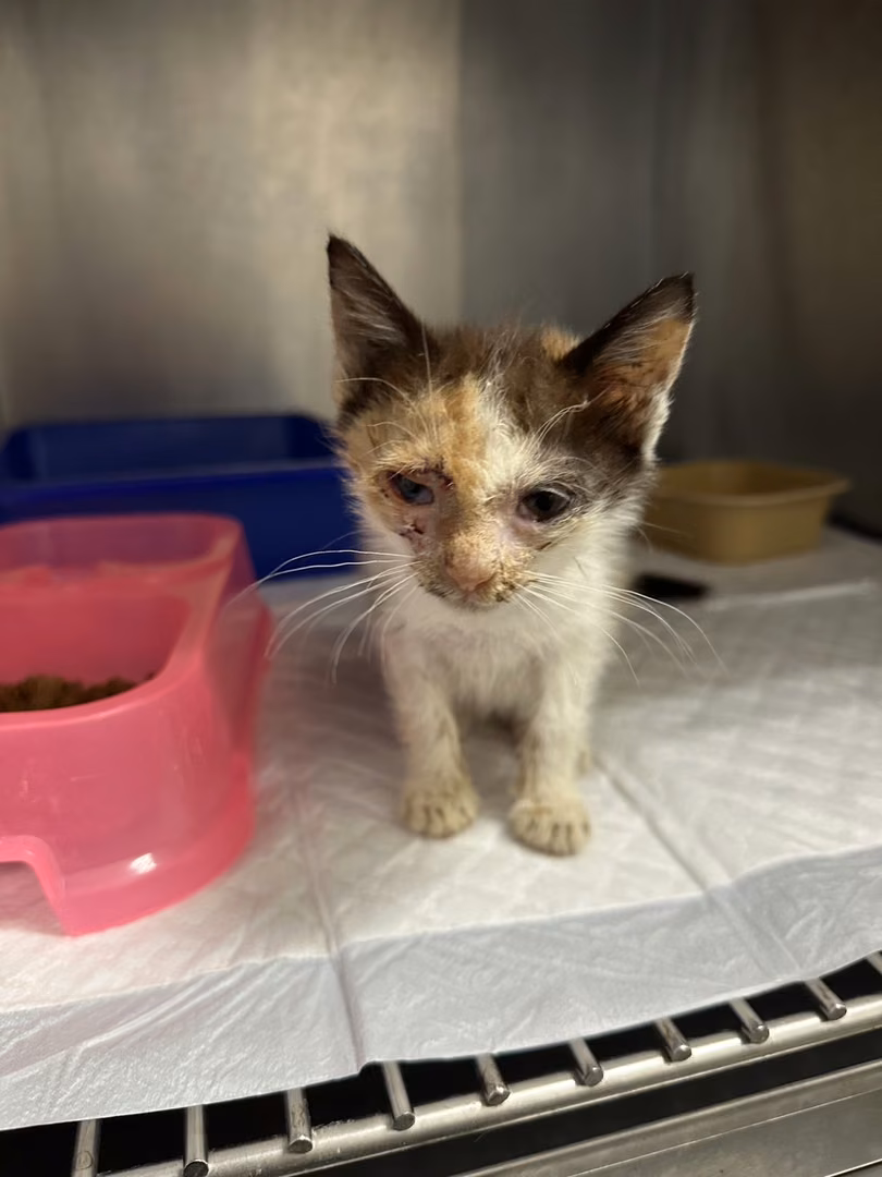 The cat, from the shelter's listing