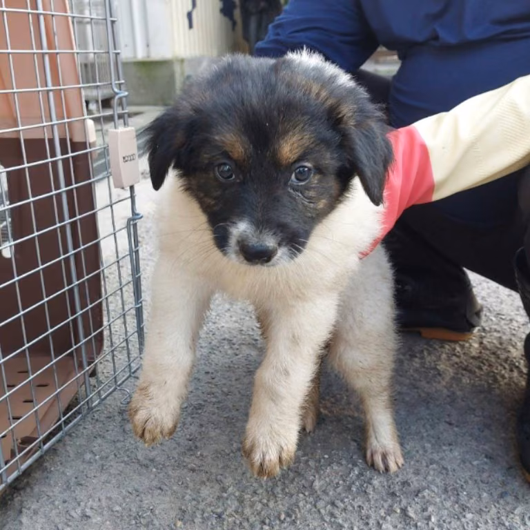 The dog, from the shelter's listing
