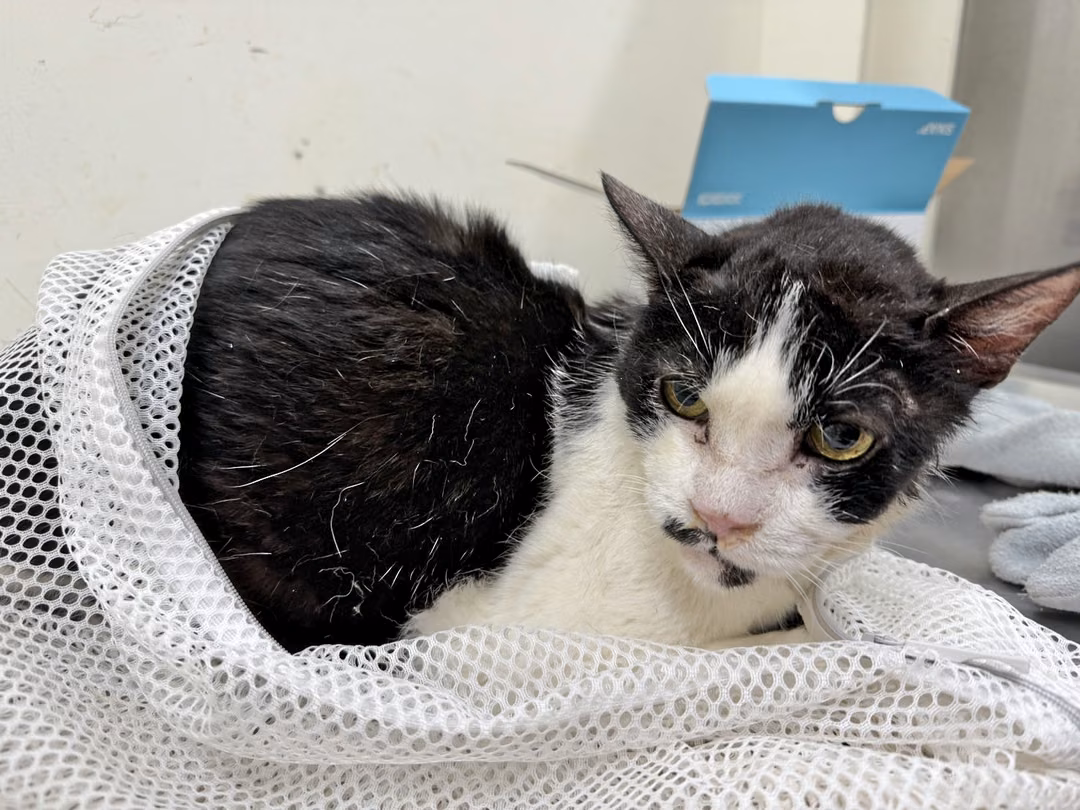The cat, from the shelter's listing