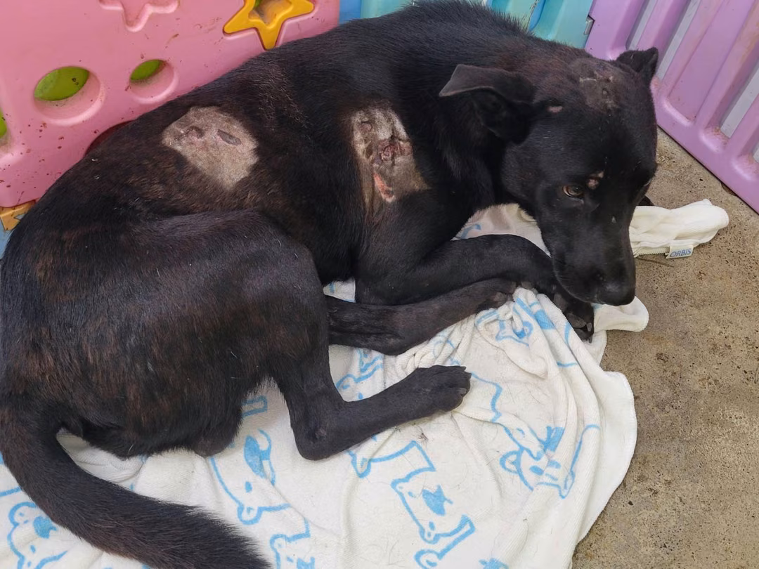 The dog, from the shelter's listing