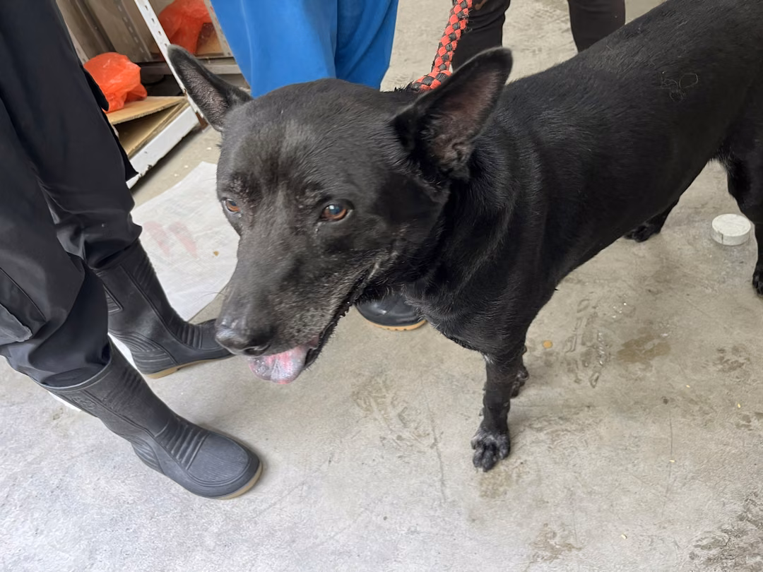 The dog, from the shelter's listing