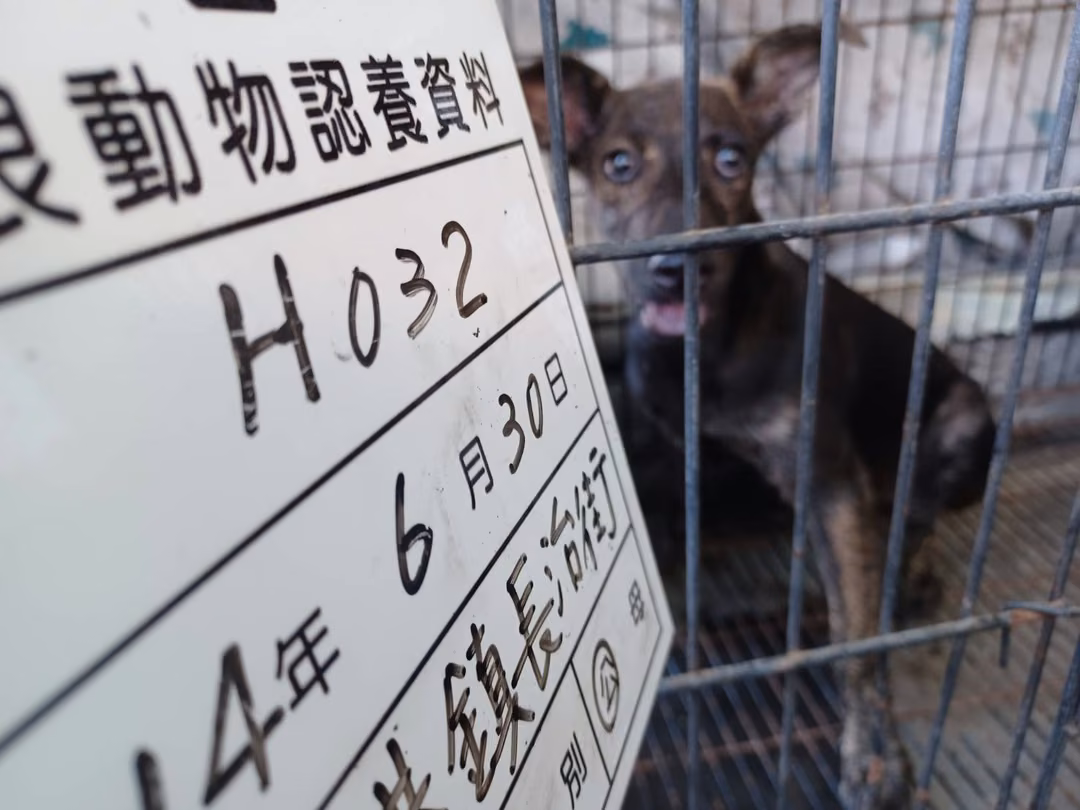 The dog, from the shelter's listing