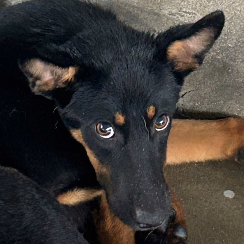 The dog, from the shelter's listing