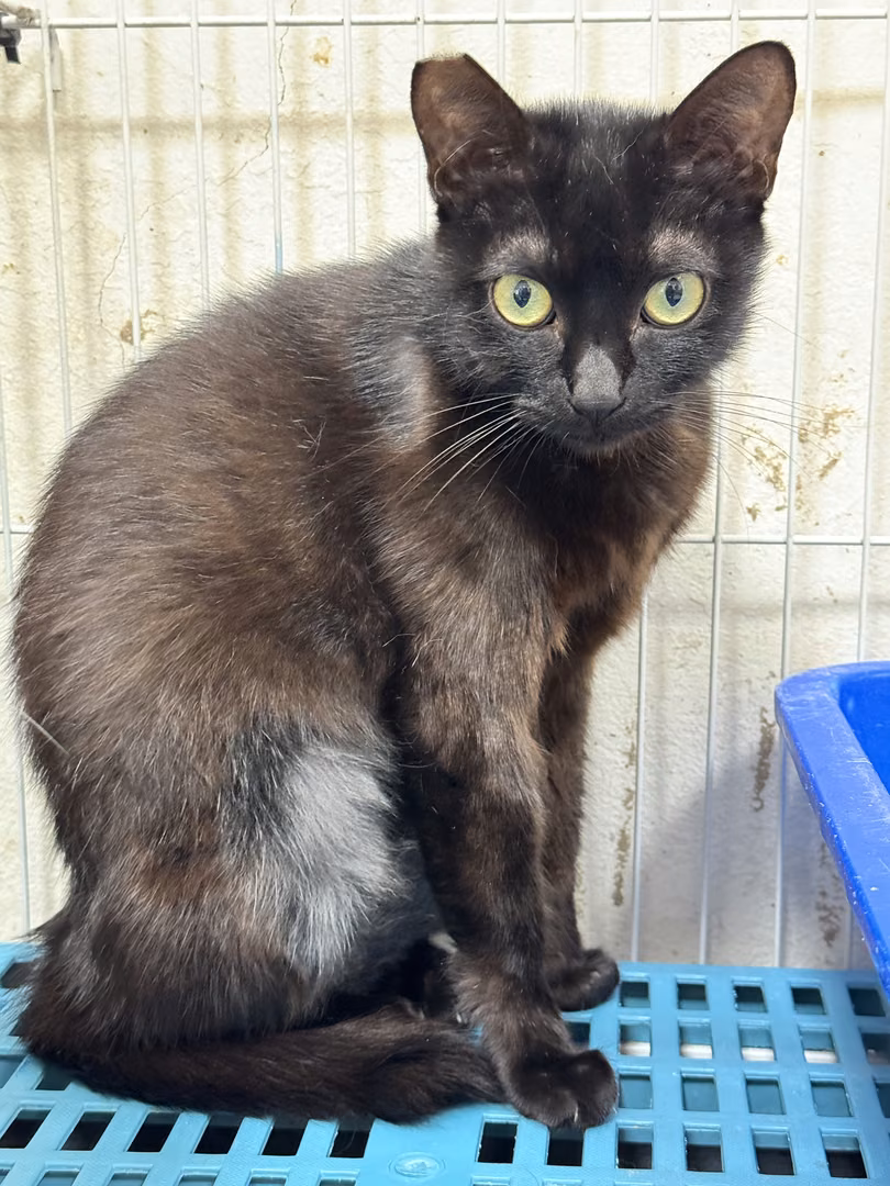 The cat, from the shelter's listing