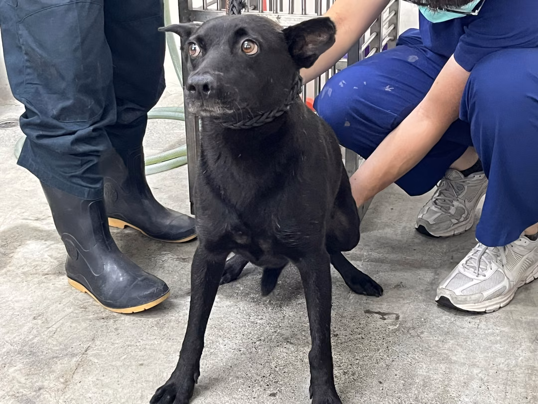 The dog, from the shelter's listing
