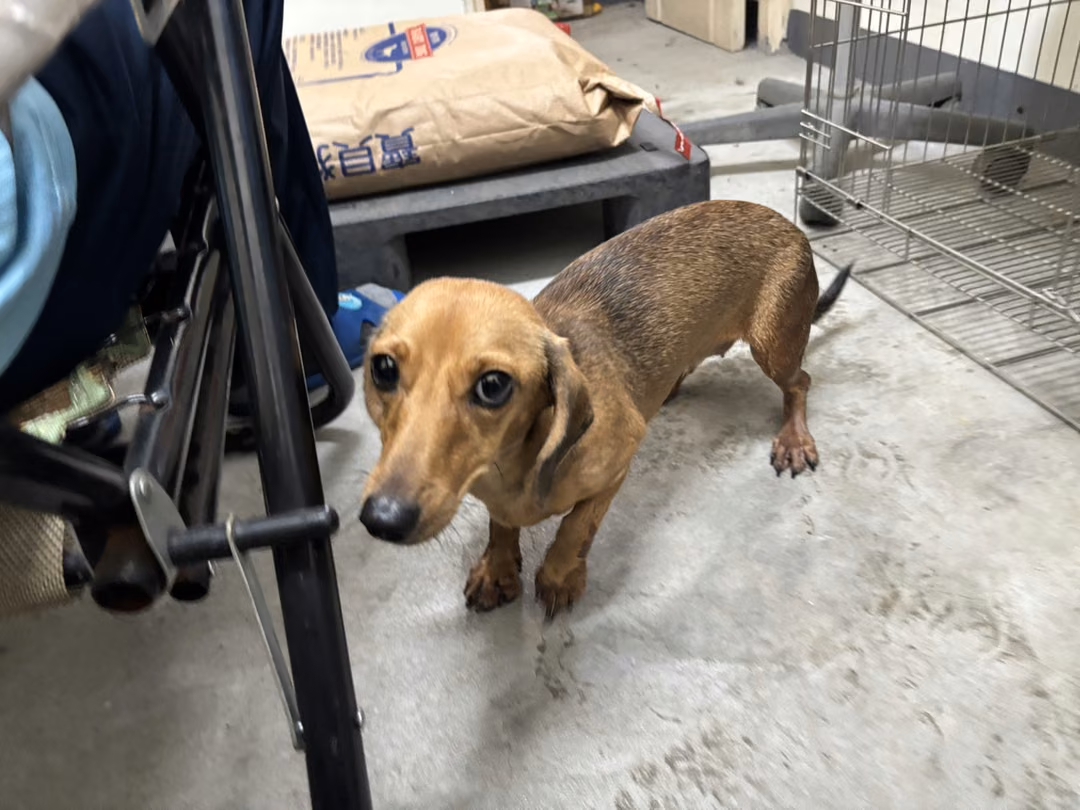 The dog, from the shelter's listing