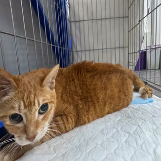 The cat, from the shelter's listing