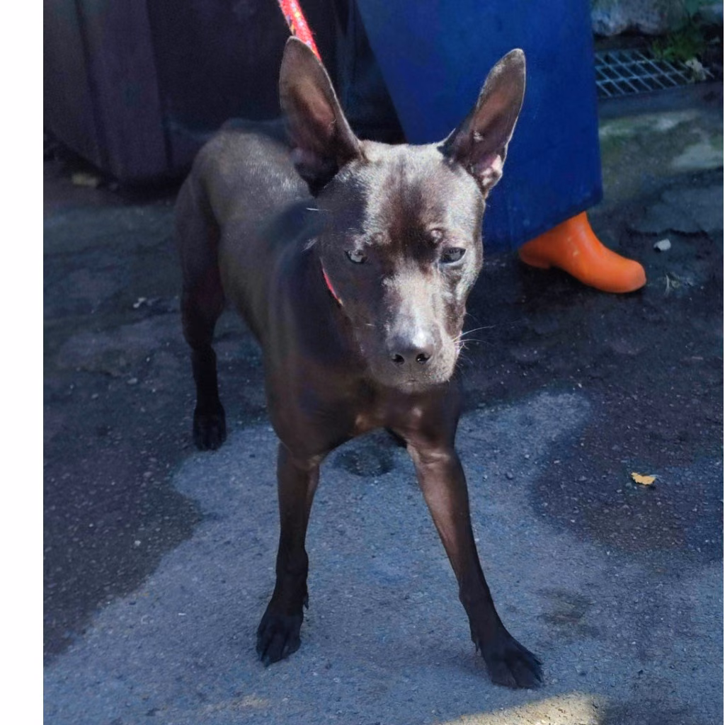 The dog, from the shelter's listing