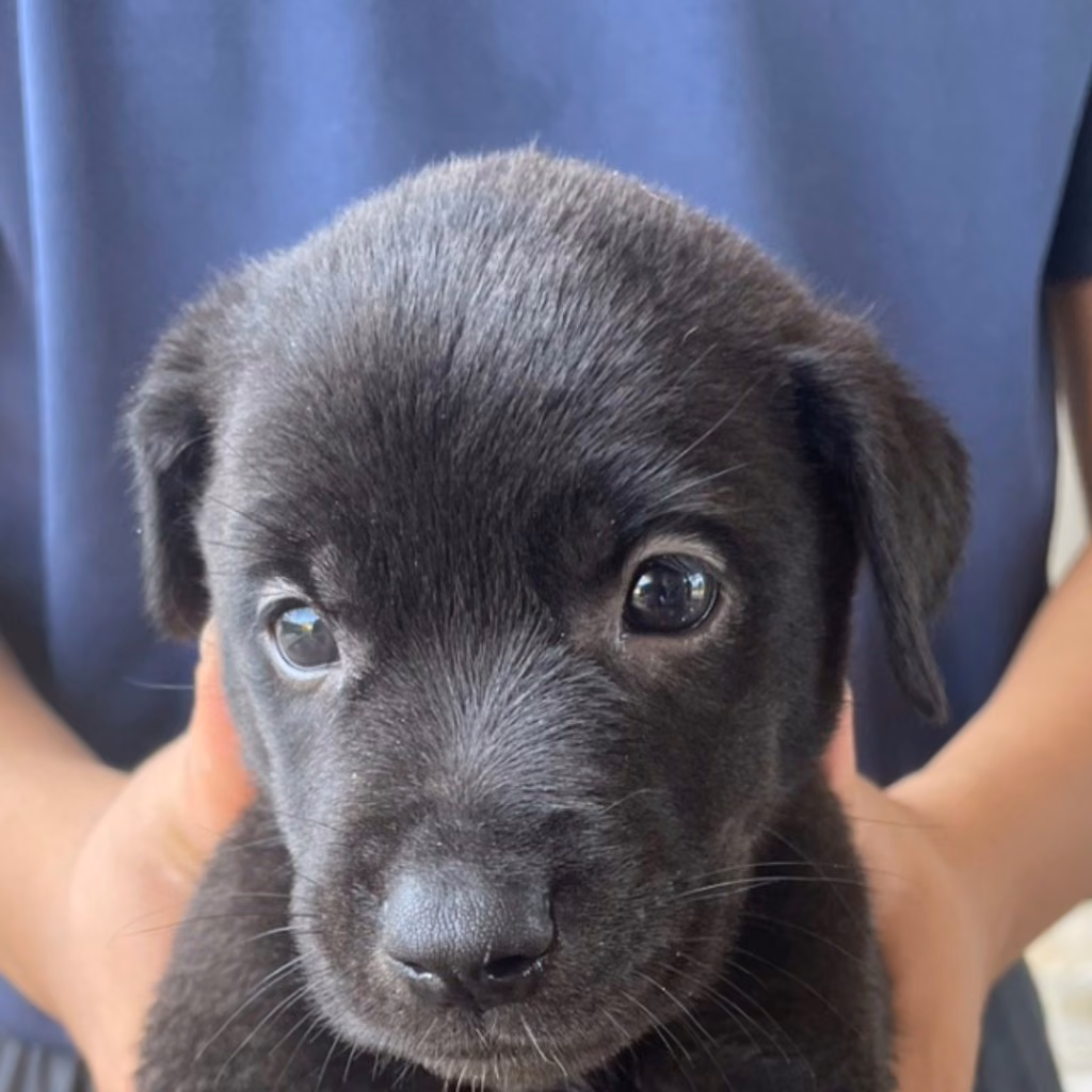 The dog, from the shelter's listing