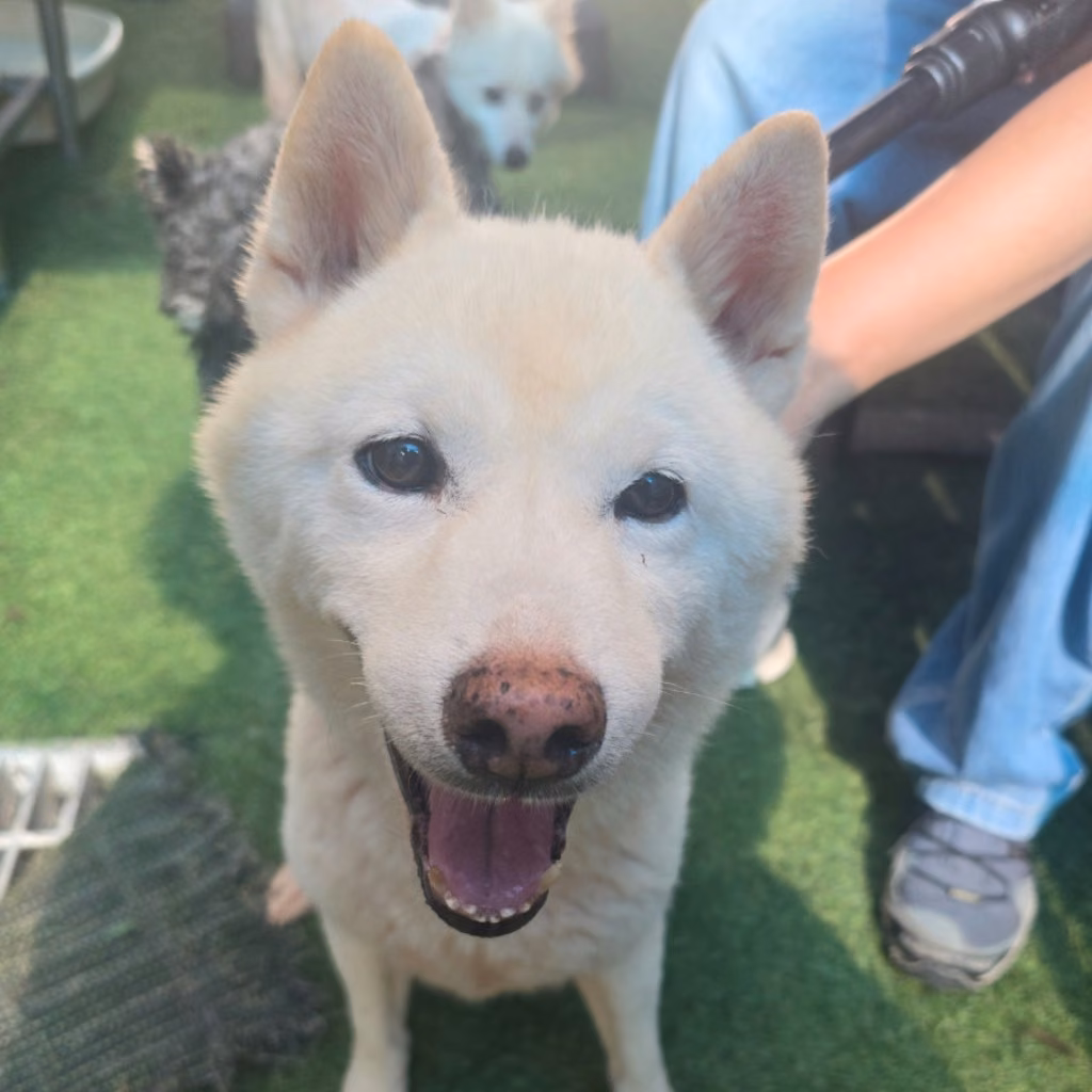 The dog, from the shelter's listing