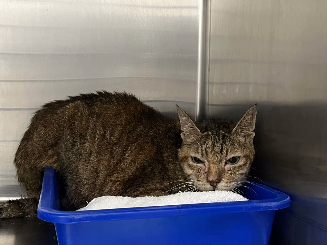 The cat, from the shelter's listing