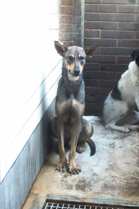 The dog, from the shelter's listing