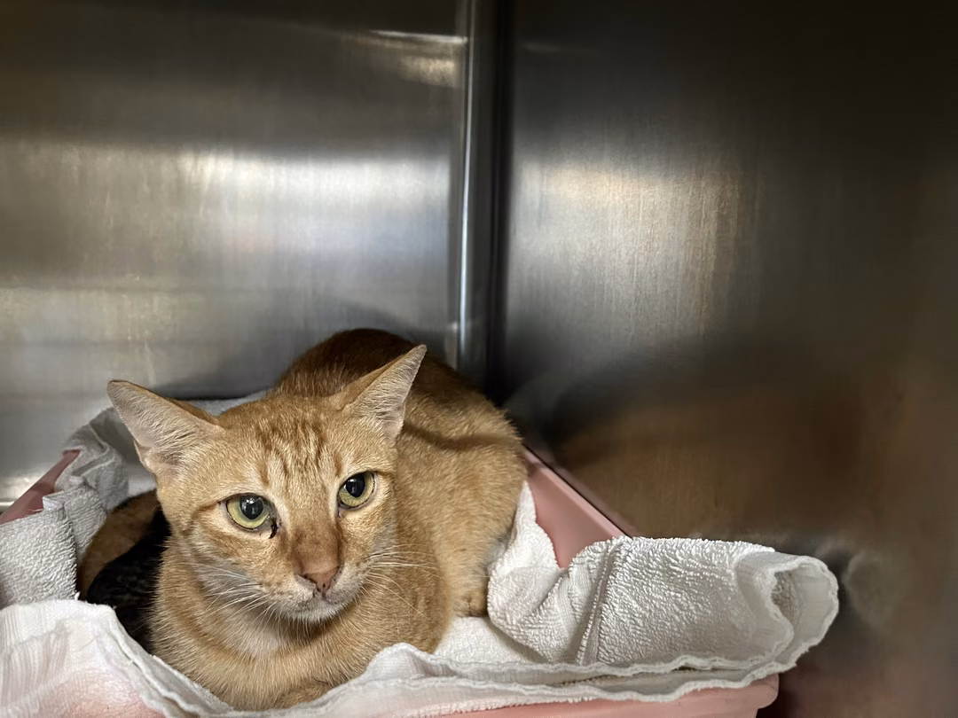 The cat, from the shelter's listing