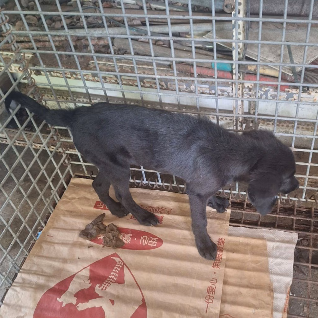 The dog, from the shelter's listing