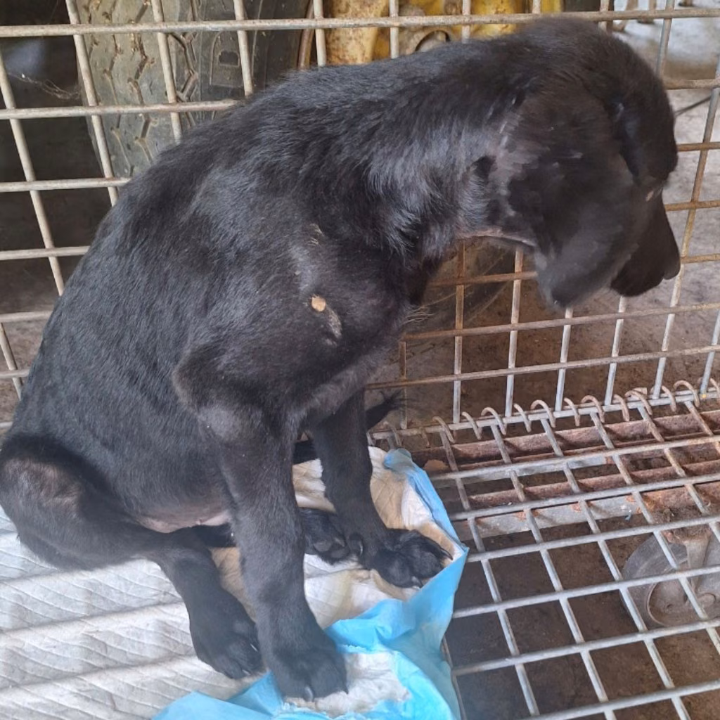 The dog, from the shelter's listing