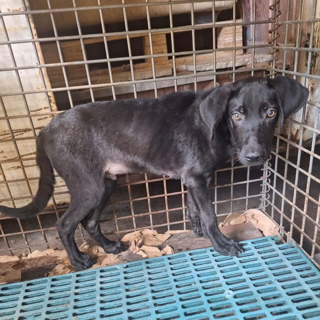 The dog, from the shelter's listing