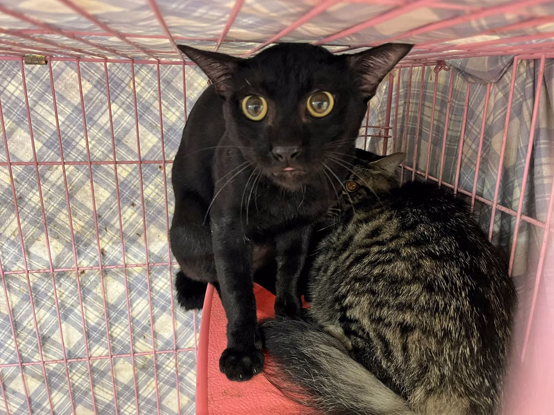 The cat, from the shelter's listing