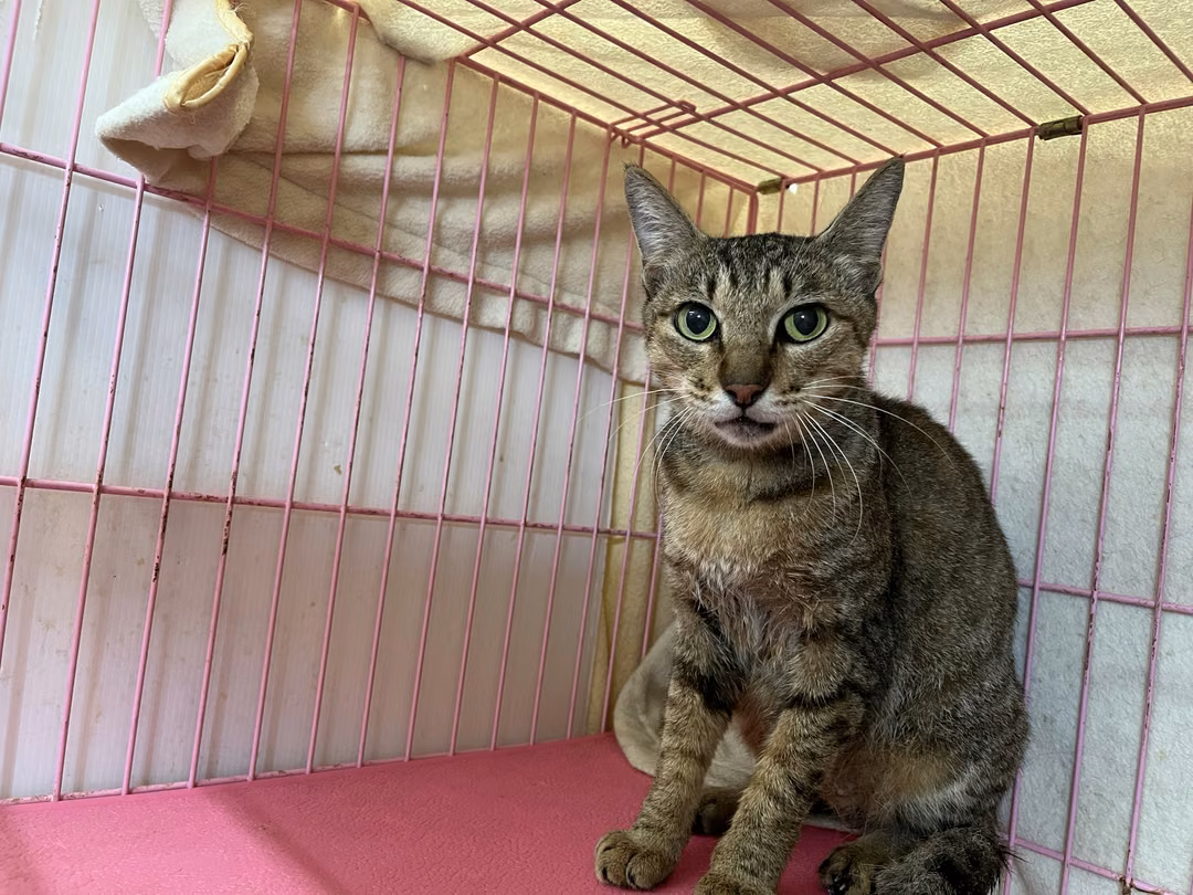 The cat, from the shelter's listing