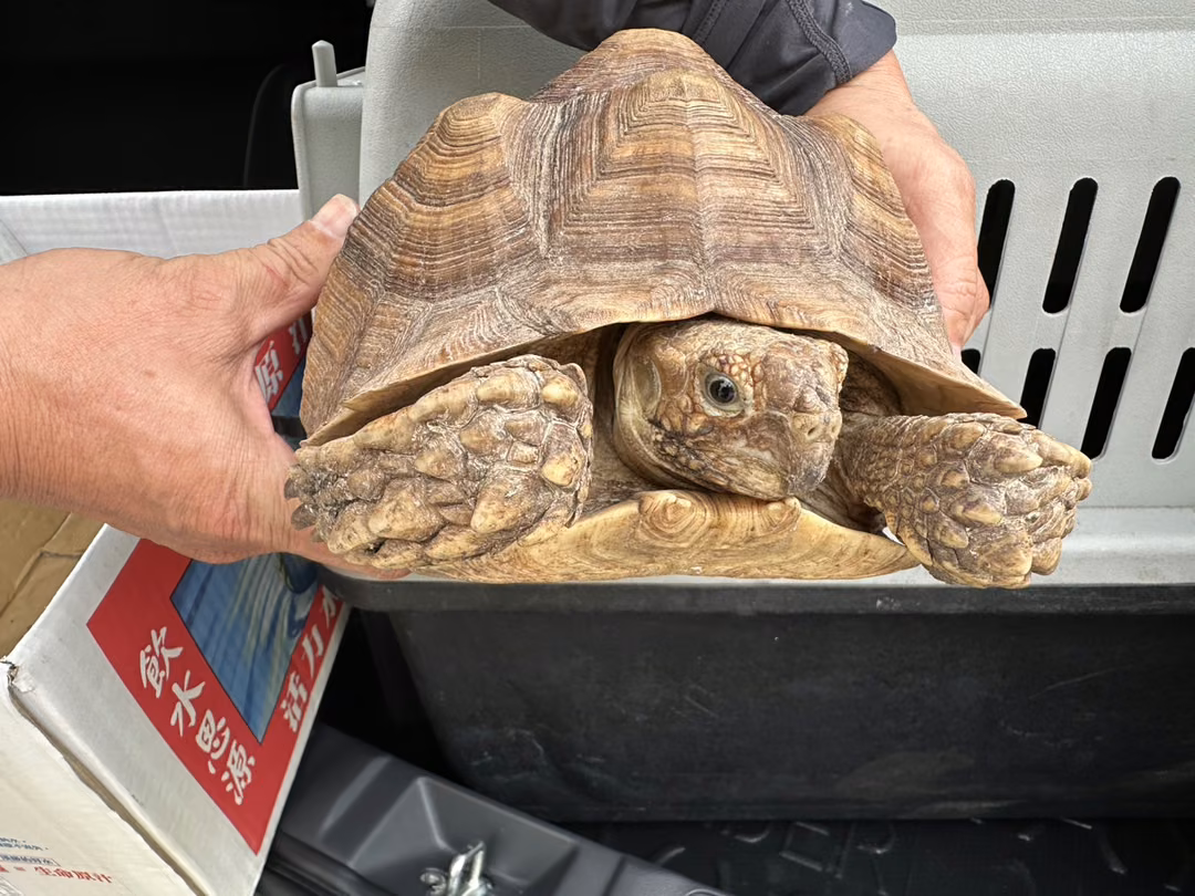 The reptile, from the shelter's listing