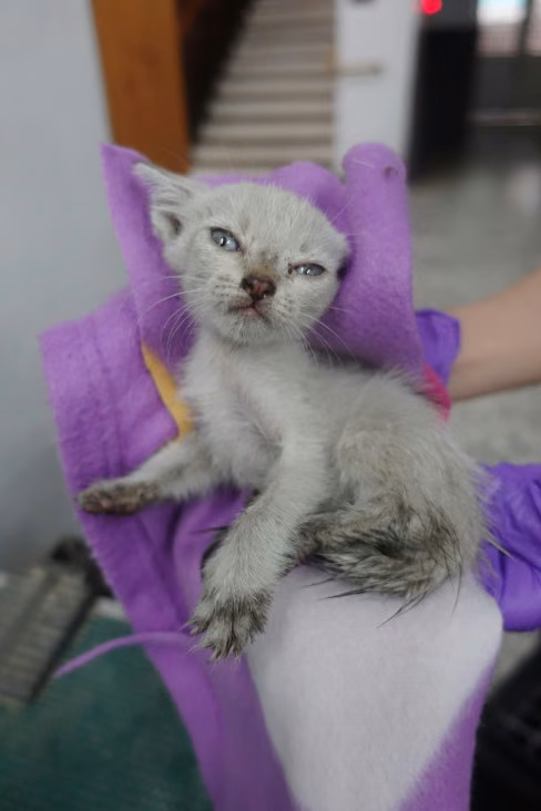 The cat, from the shelter's listing