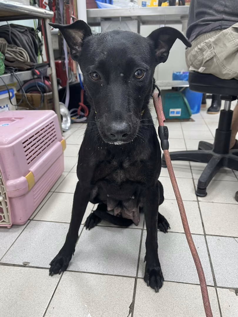 The dog, from the shelter's listing