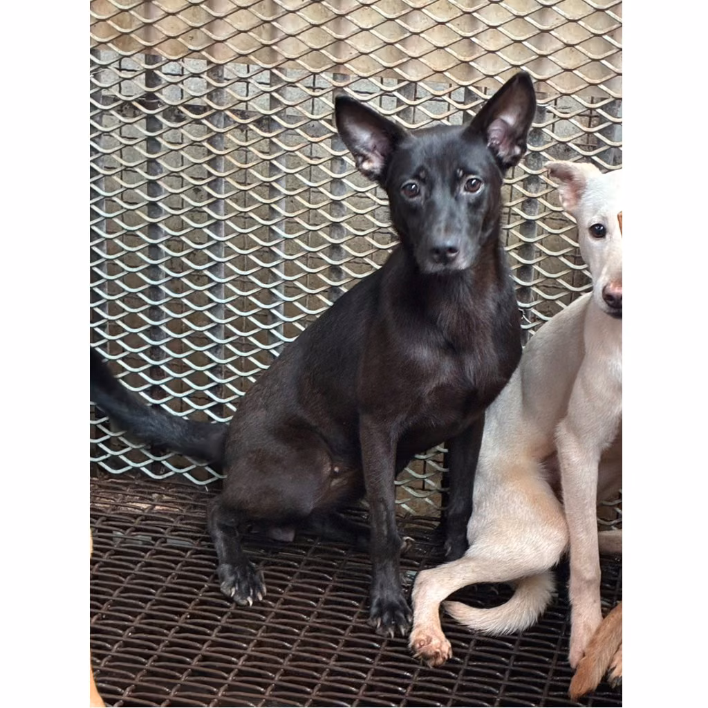 The dog, from the shelter's listing