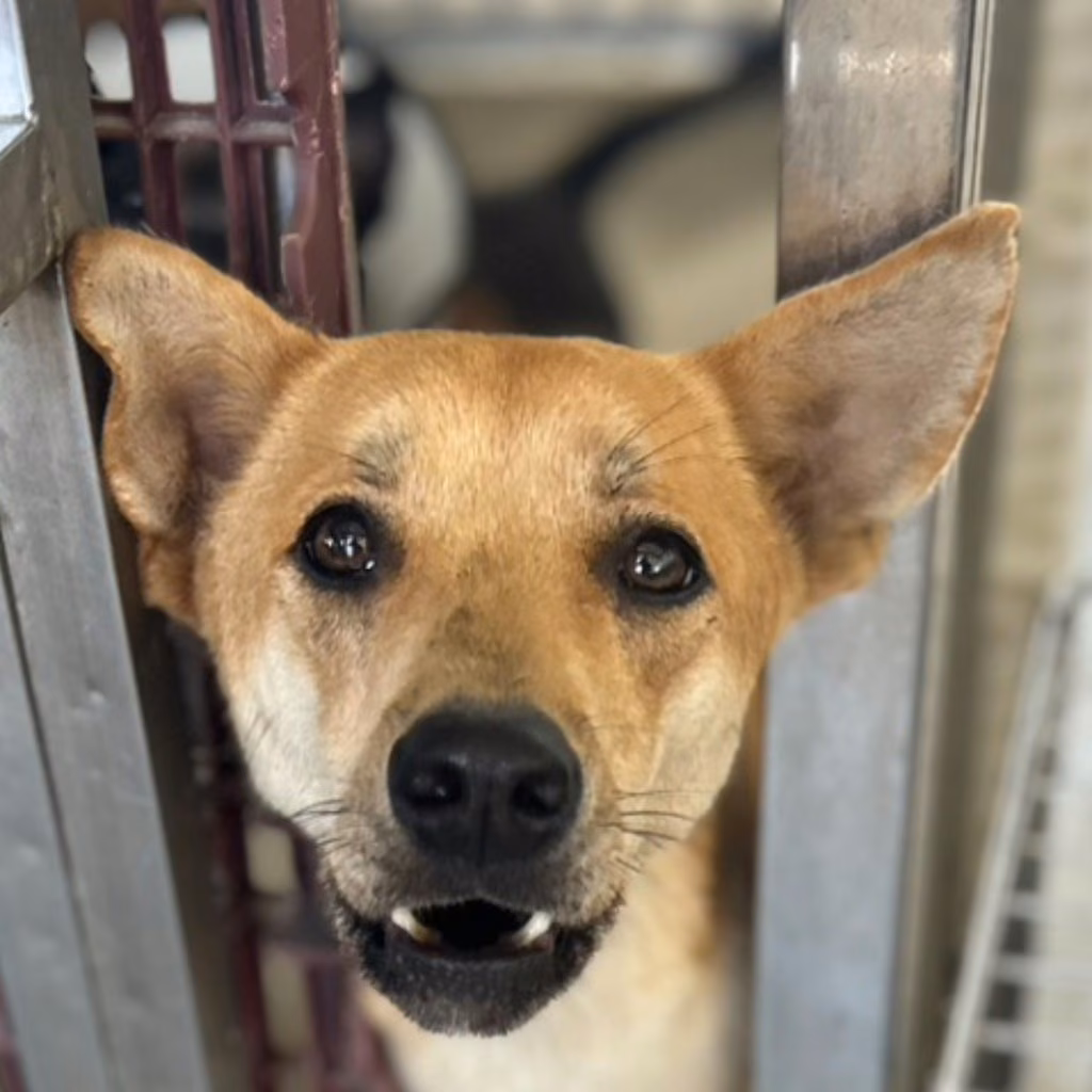 The dog, from the shelter's listing