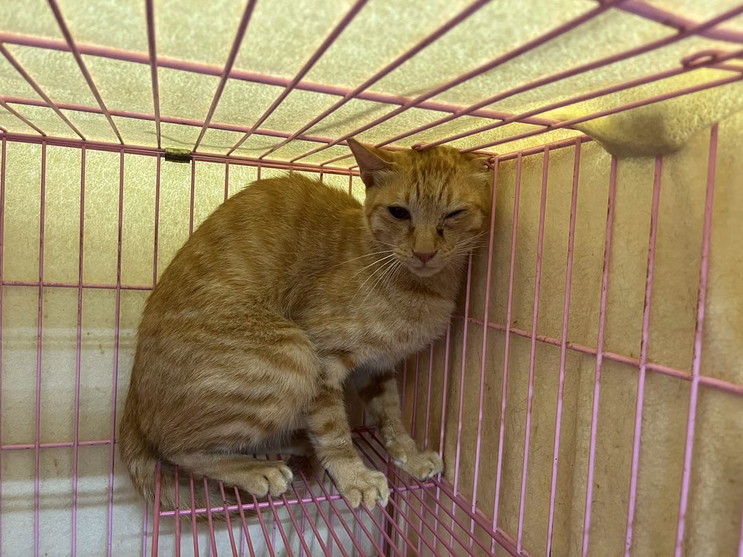 The cat, from the shelter's listing