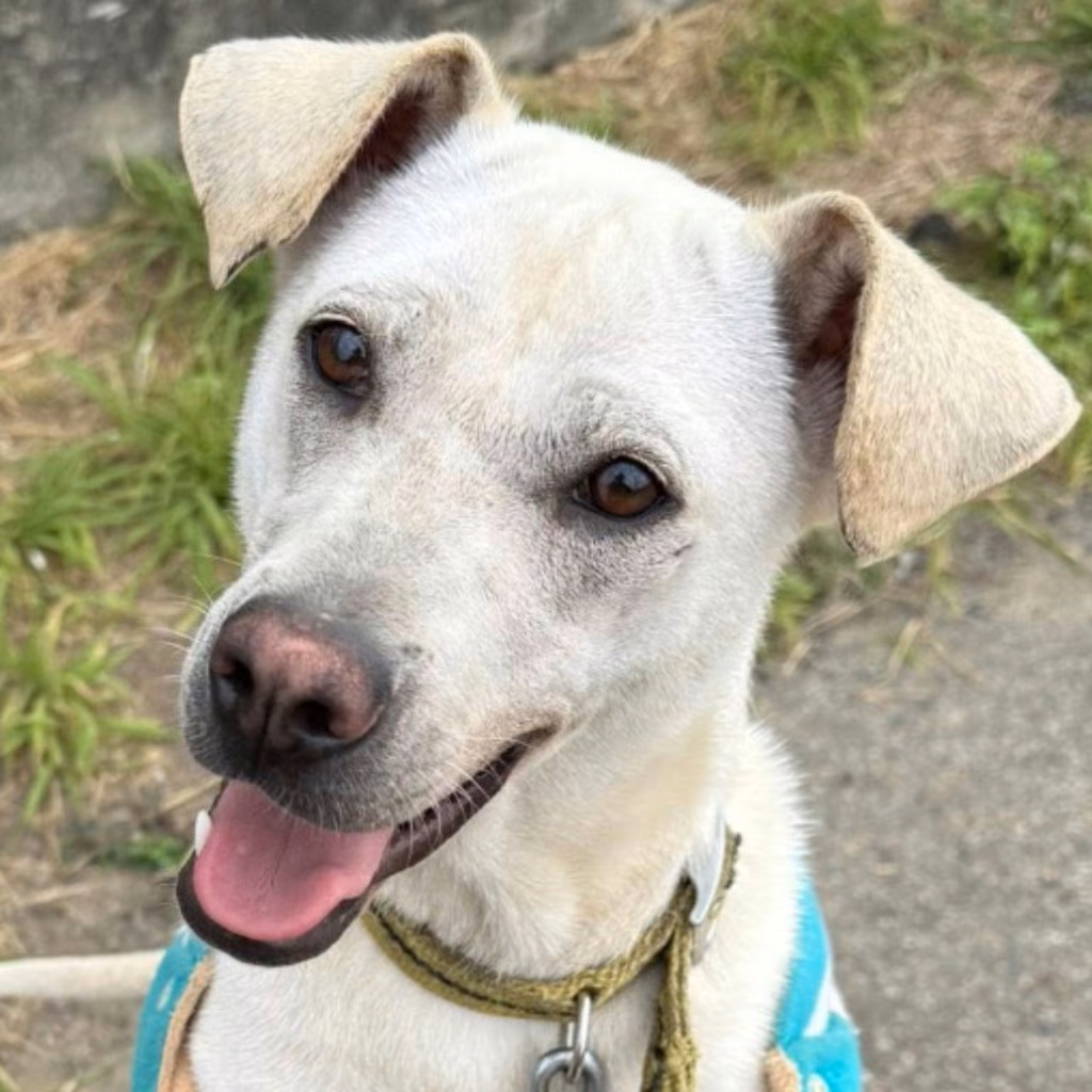 The dog, from the shelter's listing