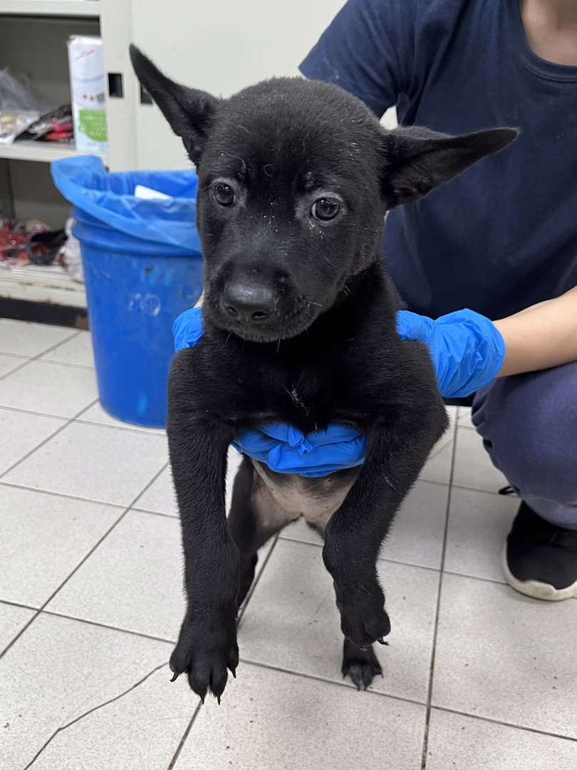 The dog, from the shelter's listing