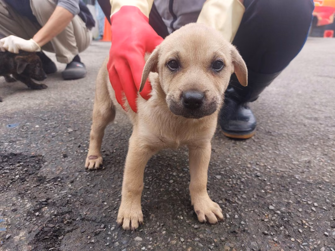 The dog, from the shelter's listing