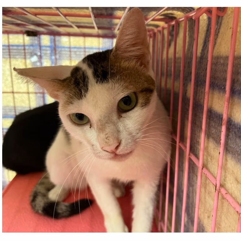 The cat, from the shelter's listing