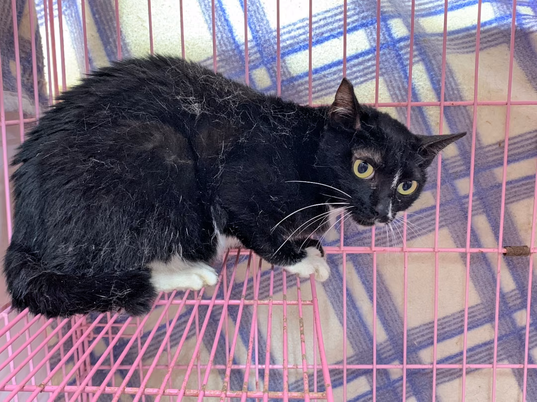 The cat, from the shelter's listing