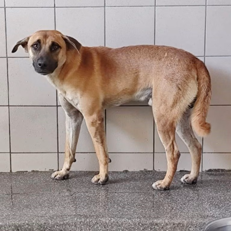 The dog, from the shelter's listing