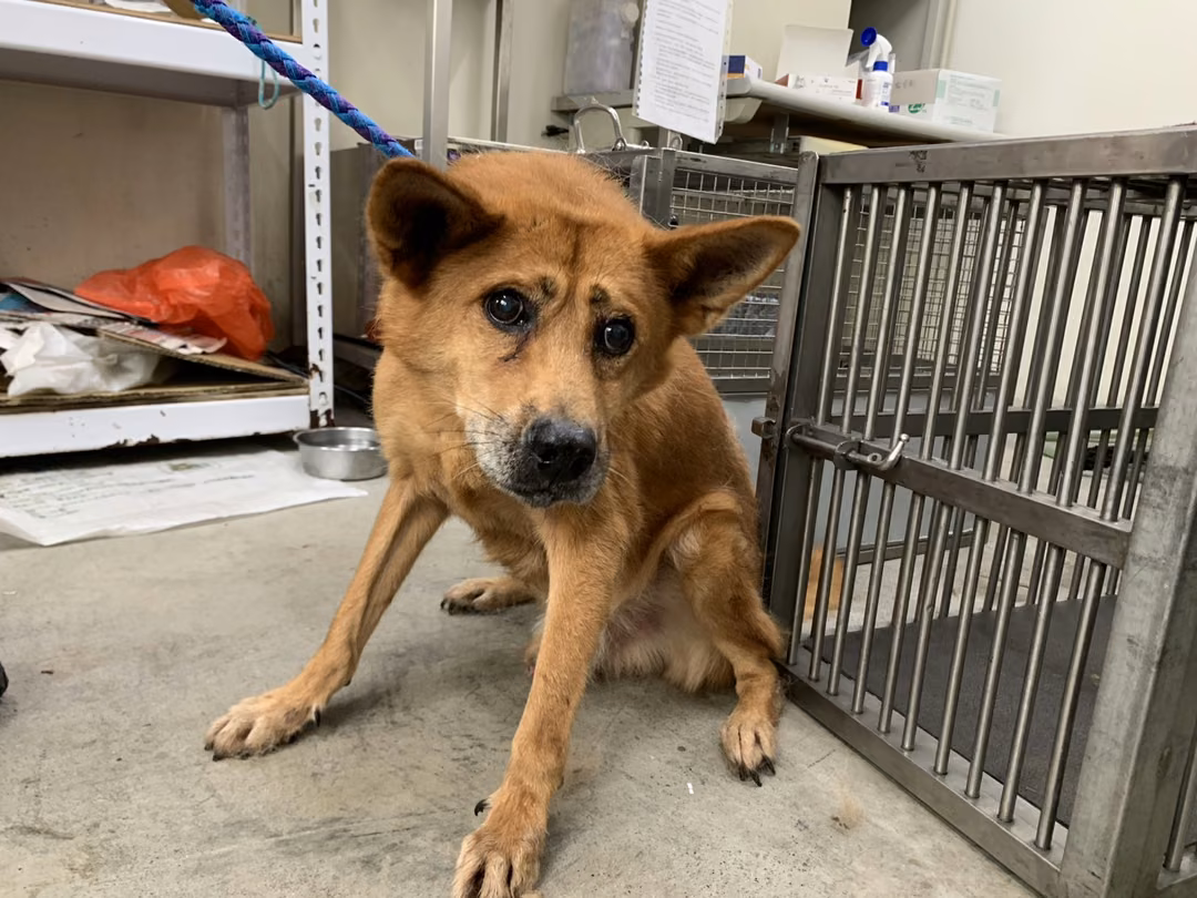 The dog, from the shelter's listing